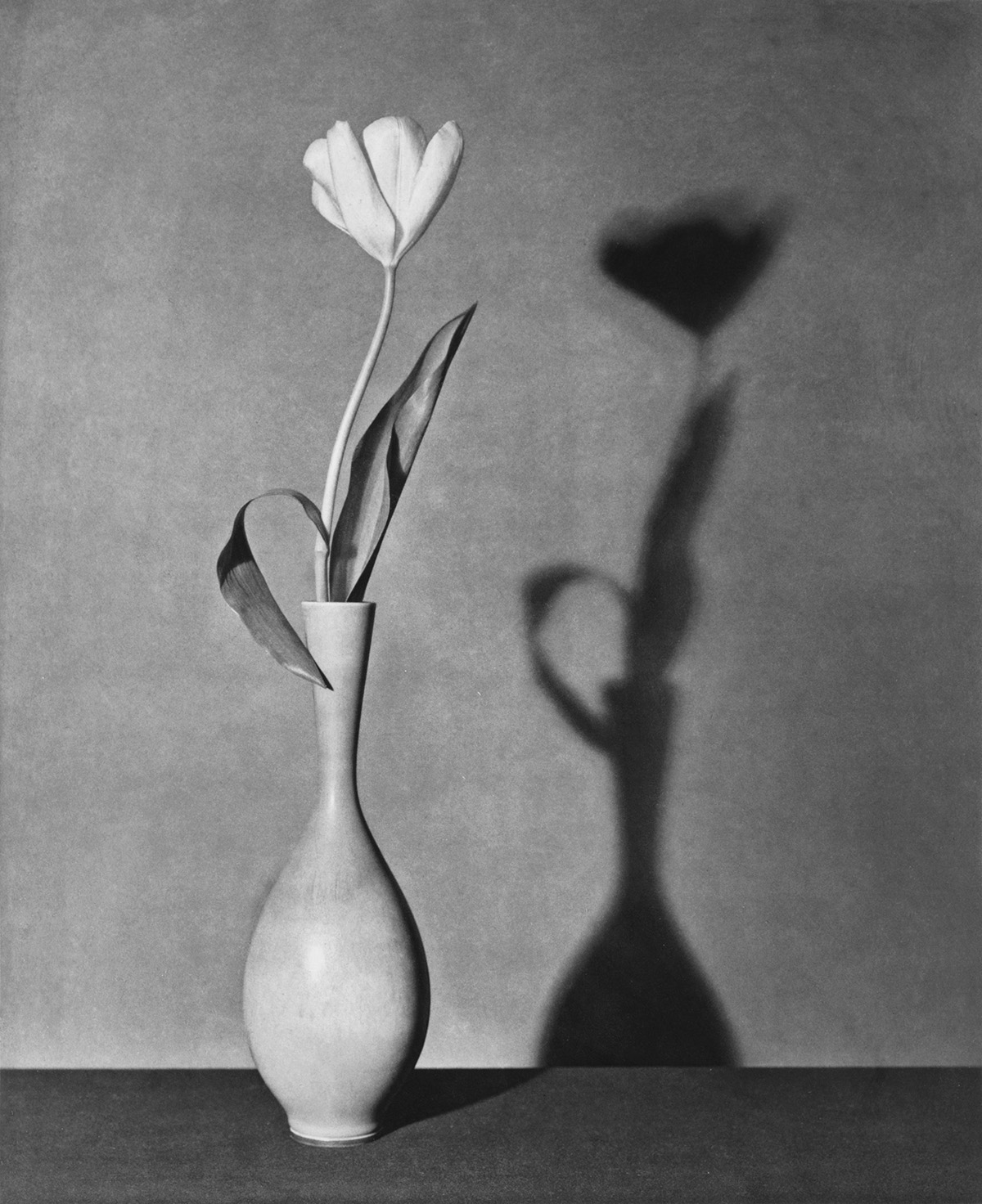 ROBERT MAPPLETHORPE (1946-1989) Tulip.
